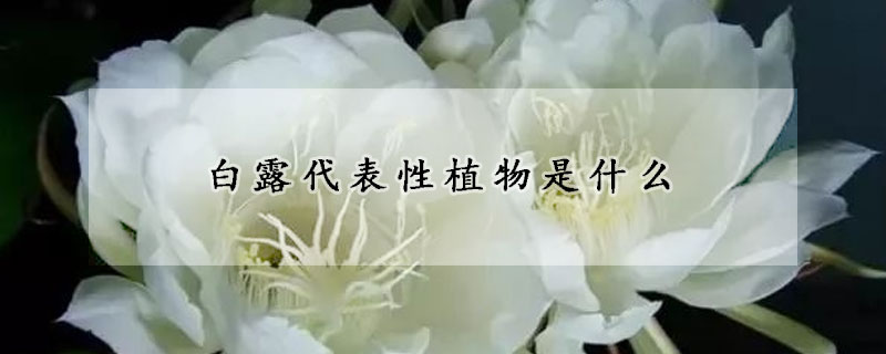 白露代表性植物是什么