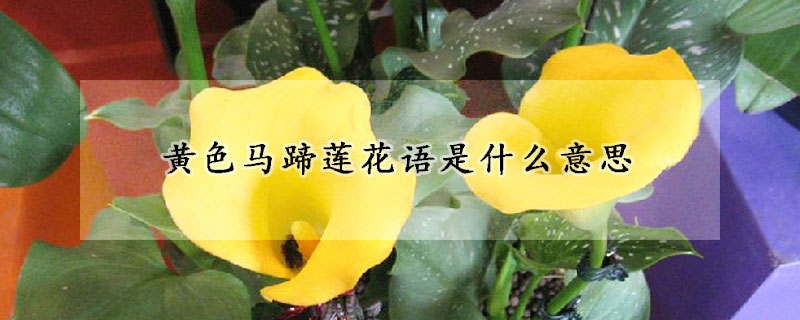 黃色馬蹄蓮花語是什么意思