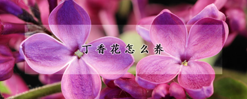 丁香花怎么養