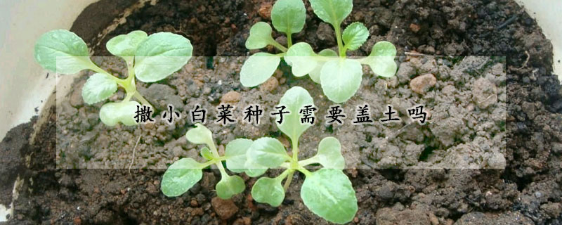 撒小白菜種子需要蓋土嗎