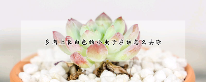 多肉上長(zhǎng)白色的小蟲(chóng)子應(yīng)該怎么去除