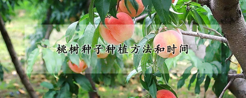 桃樹種子種植方法和時(shí)間