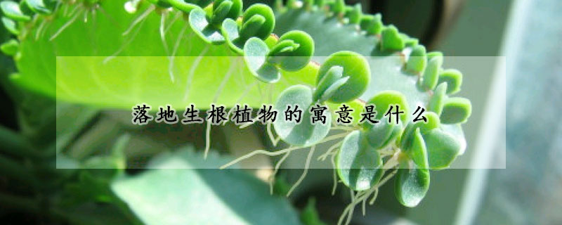 落地生根植物的寓意是什么