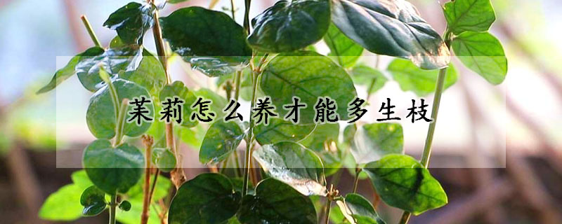 苿莉怎么養(yǎng)才能多生枝