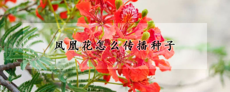 鳳凰花怎么傳播種子