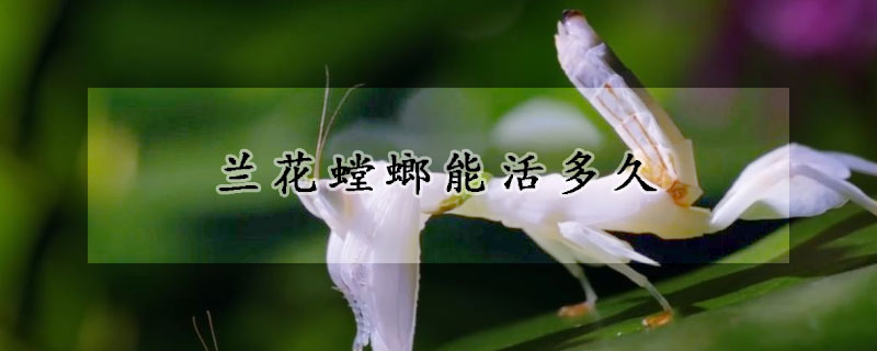 蘭花螳螂能活多久