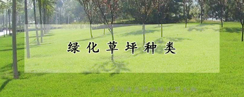 綠化草坪種類