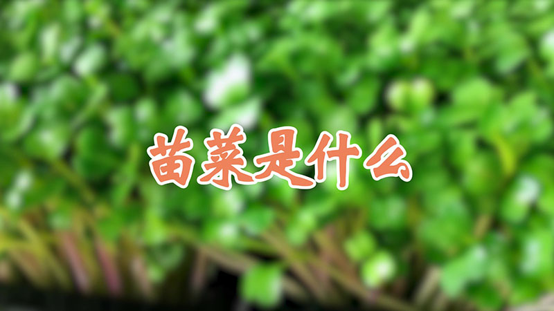 苗菜是什么