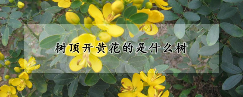 樹頂開黃花的是什么樹