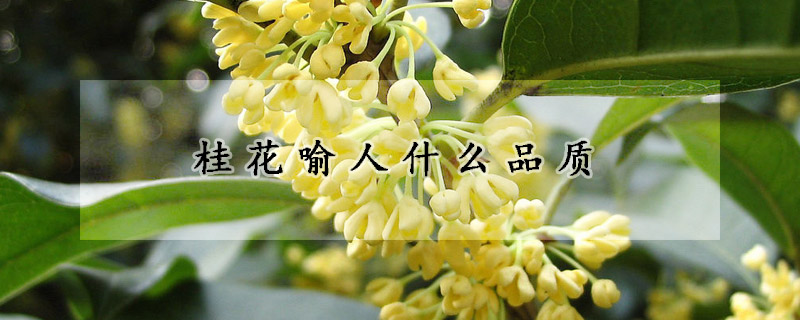 桂花喻人什么品質(zhì)