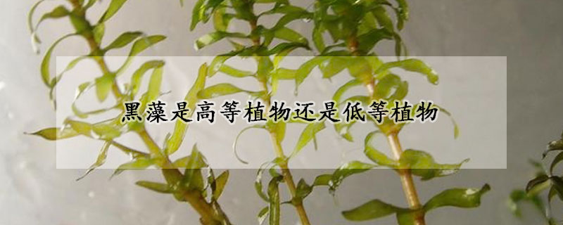 黑藻是高等植物還是低等植物