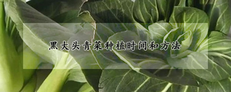 黑大頭青菜種植時間和方法