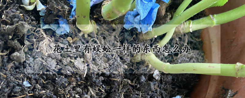 花土里有蜈蚣一樣的東西怎么辦