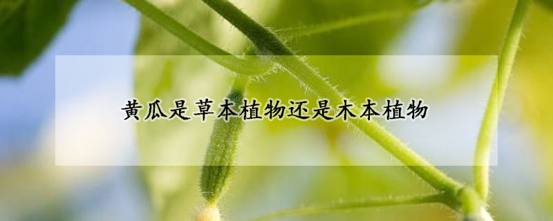 黃瓜是草本植物還是木本植物