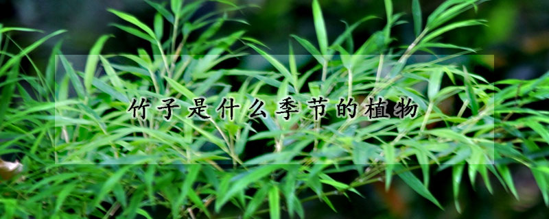 竹子是什么季節(jié)的植物