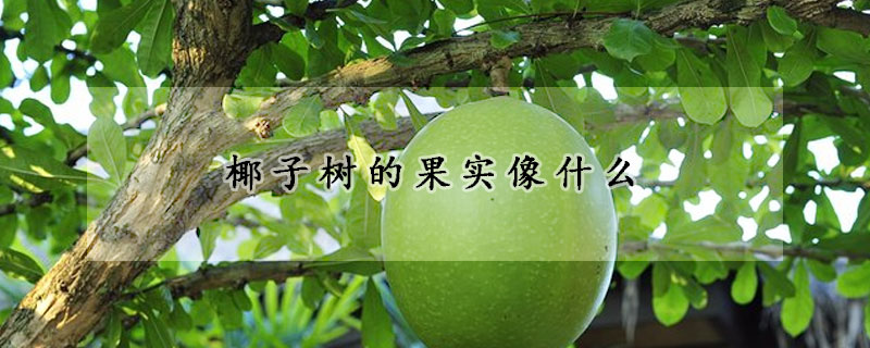 椰子樹的果實(shí)像什么