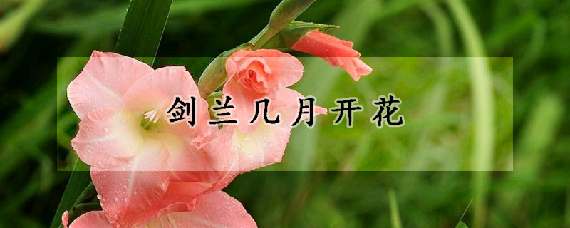 劍蘭幾月開花