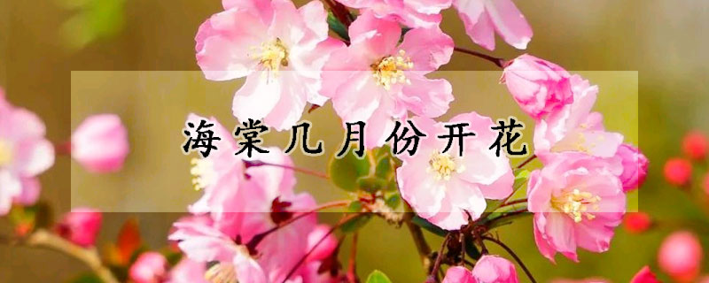 海棠幾月份開(kāi)花