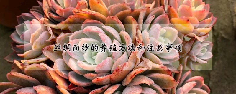 絲綢面紗的養(yǎng)殖方法和注意事項(xiàng)