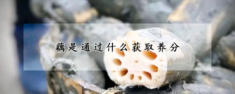 藕是通過什么獲取養(yǎng)分