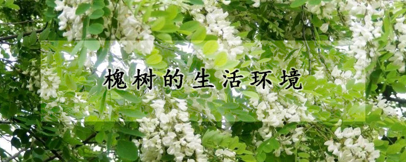 槐樹的生活環(huán)境