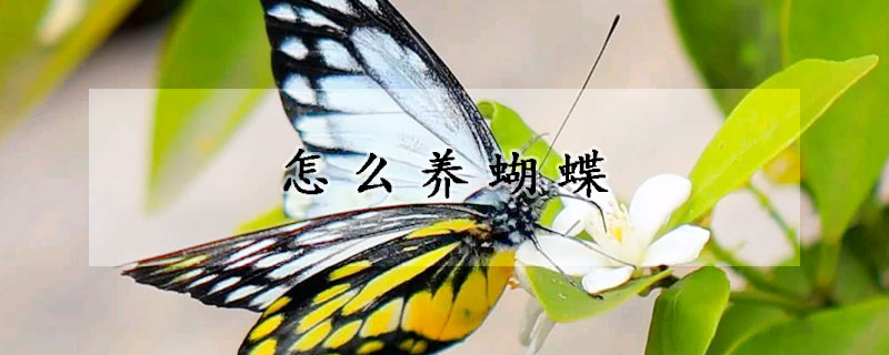 怎么養(yǎng)蝴蝶