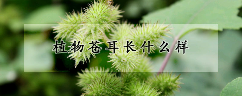 植物蒼耳長什么樣