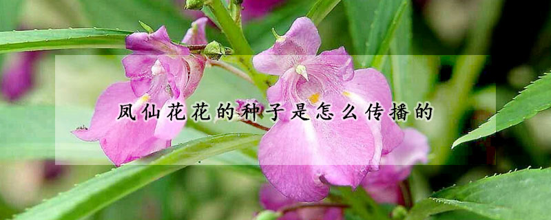 鳳仙花花的種子是怎么傳播的