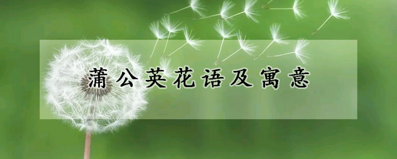 蒲公英花語及寓意