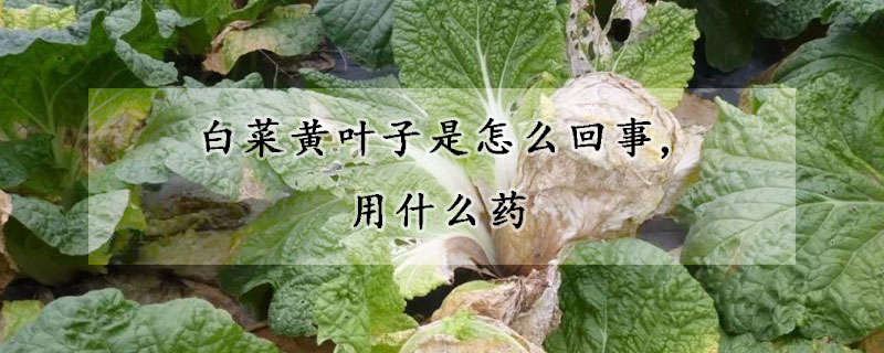 白菜黃葉子是怎么回事,用什么藥