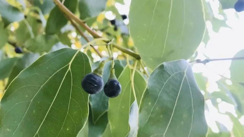 院子里種什么樹驅蚊蟲