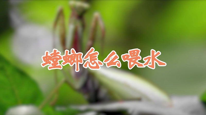 螳螂怎么喂水