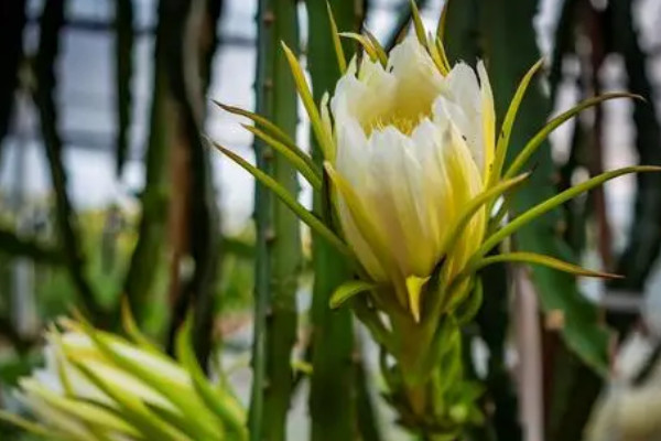 龍骨花開花圖片大全 龍骨花是什么樣子