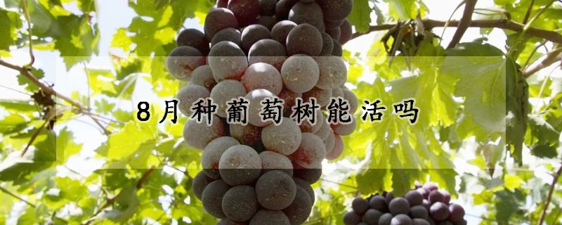 8月種葡萄樹能活嗎