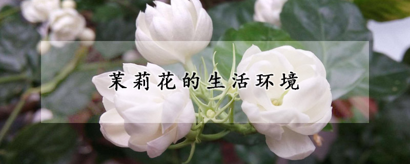 茉莉花的生活環(huán)境