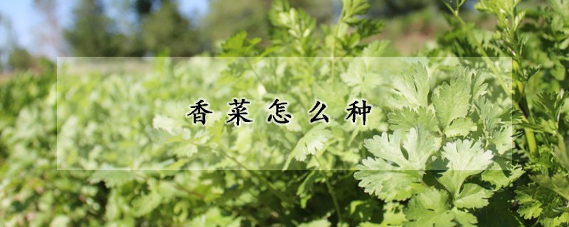 香菜怎么種