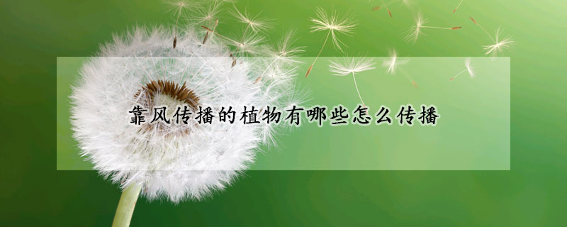 靠風(fēng)傳播的植物有哪些怎么傳播