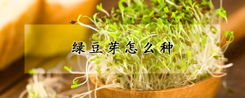 綠豆芽怎么種