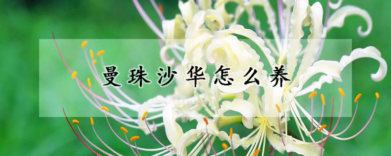 曼珠沙華怎么養