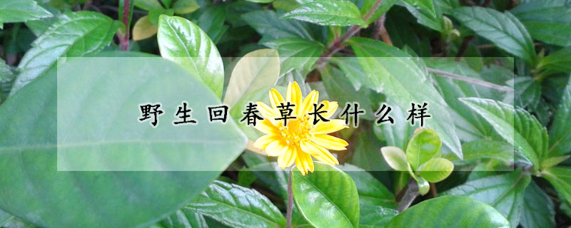 野生回春草長什么樣