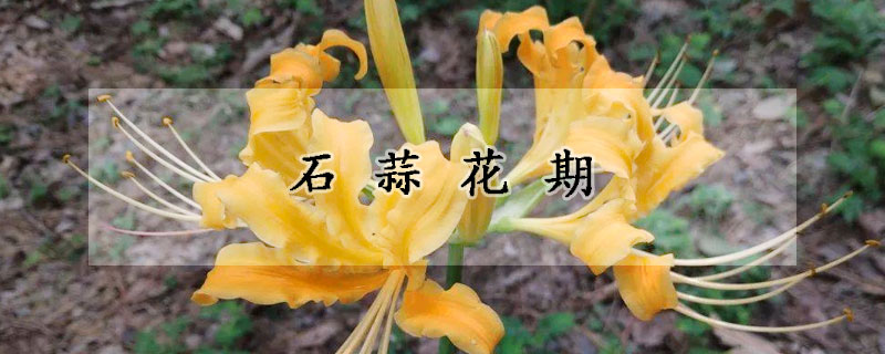 石蒜花期