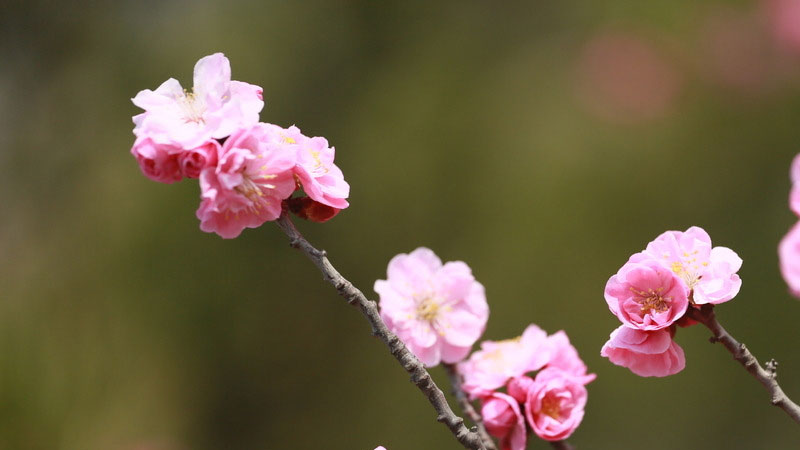 冬天具有代表性的花