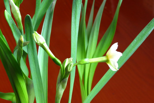 冬季開花植物大全 冬季開花的花卉有哪些