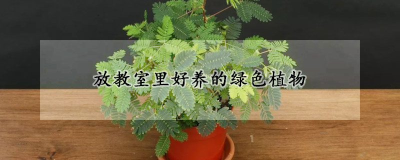 放教室里好養的綠色植物