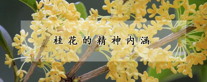 桂花的精神內(nèi)涵