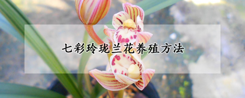 七彩玲瓏蘭花養殖方法