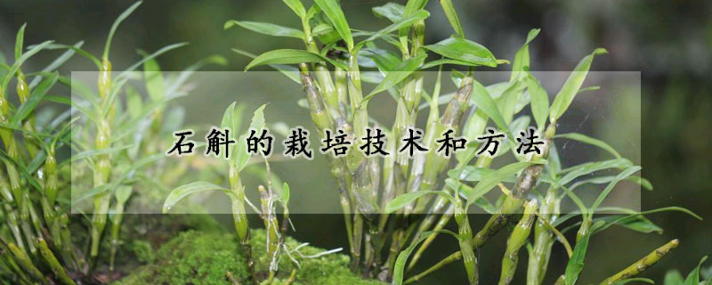 石斛的栽培技術(shù)和方法