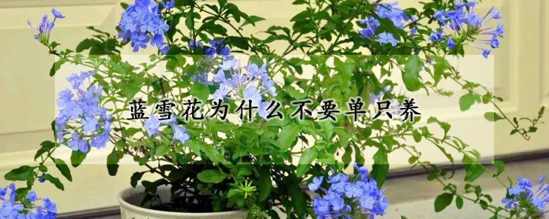 藍雪花為什么不要單只養