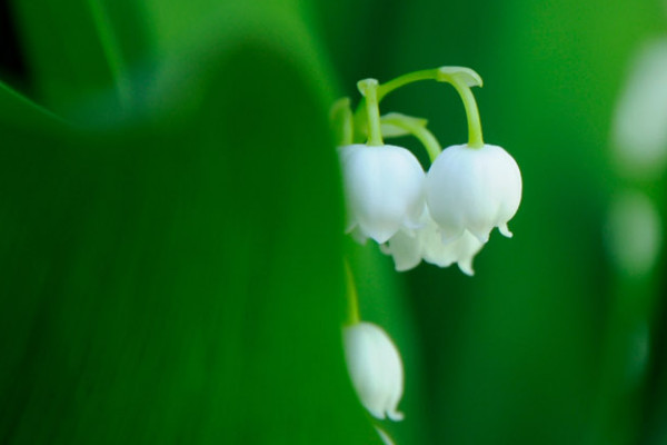 鈴蘭的花語(yǔ)和寓意,象征了什么