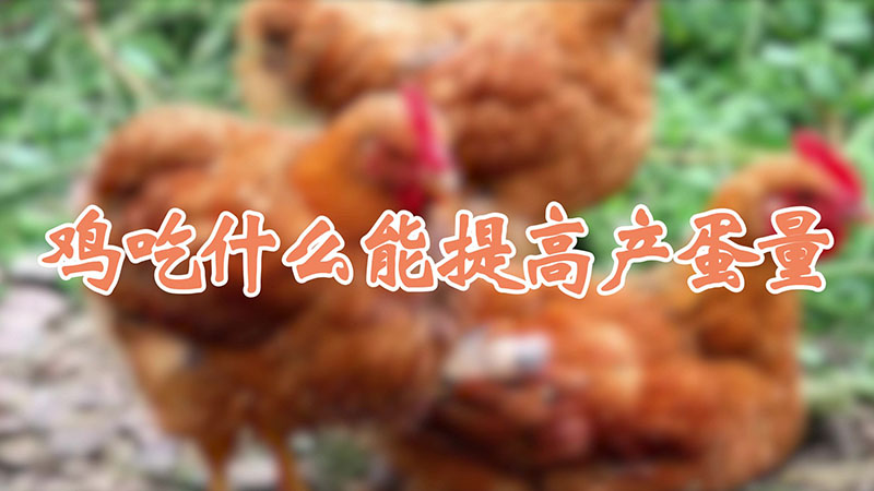 雞吃什么能提高產(chǎn)蛋量